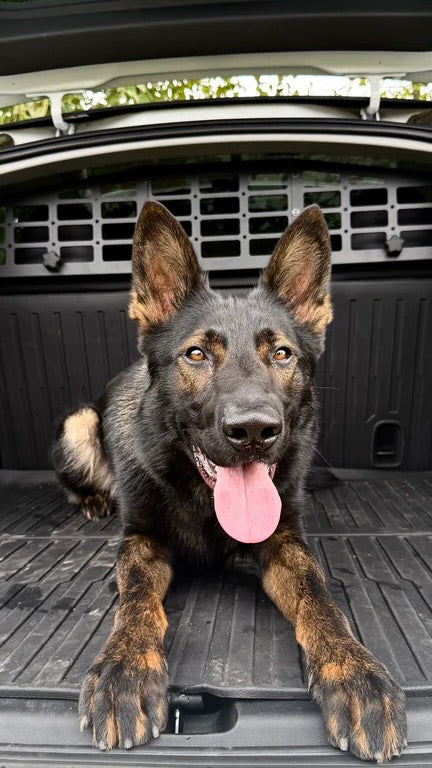 Black and tan German Shepherd dog lying down with tongue out in the back of a vehicle equipped with a black pet barrier.
